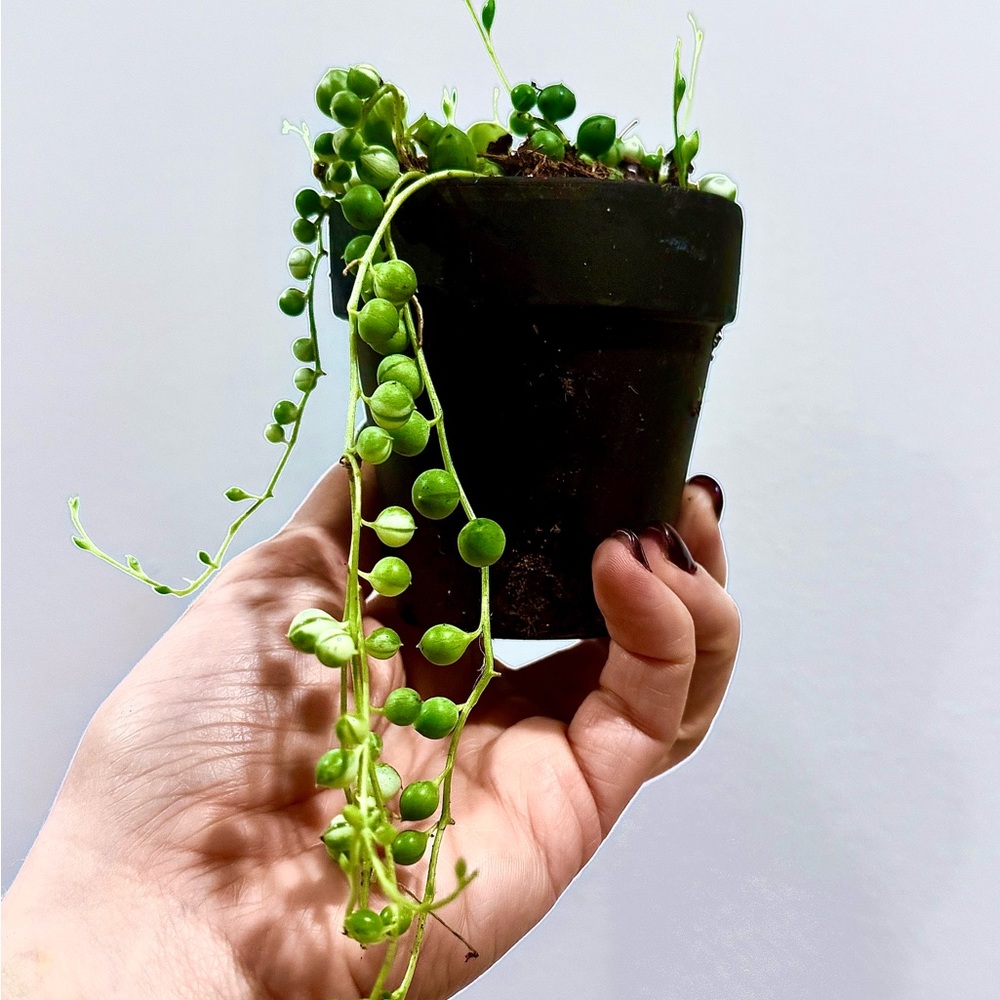 String of Pearls Plant in Black Pot